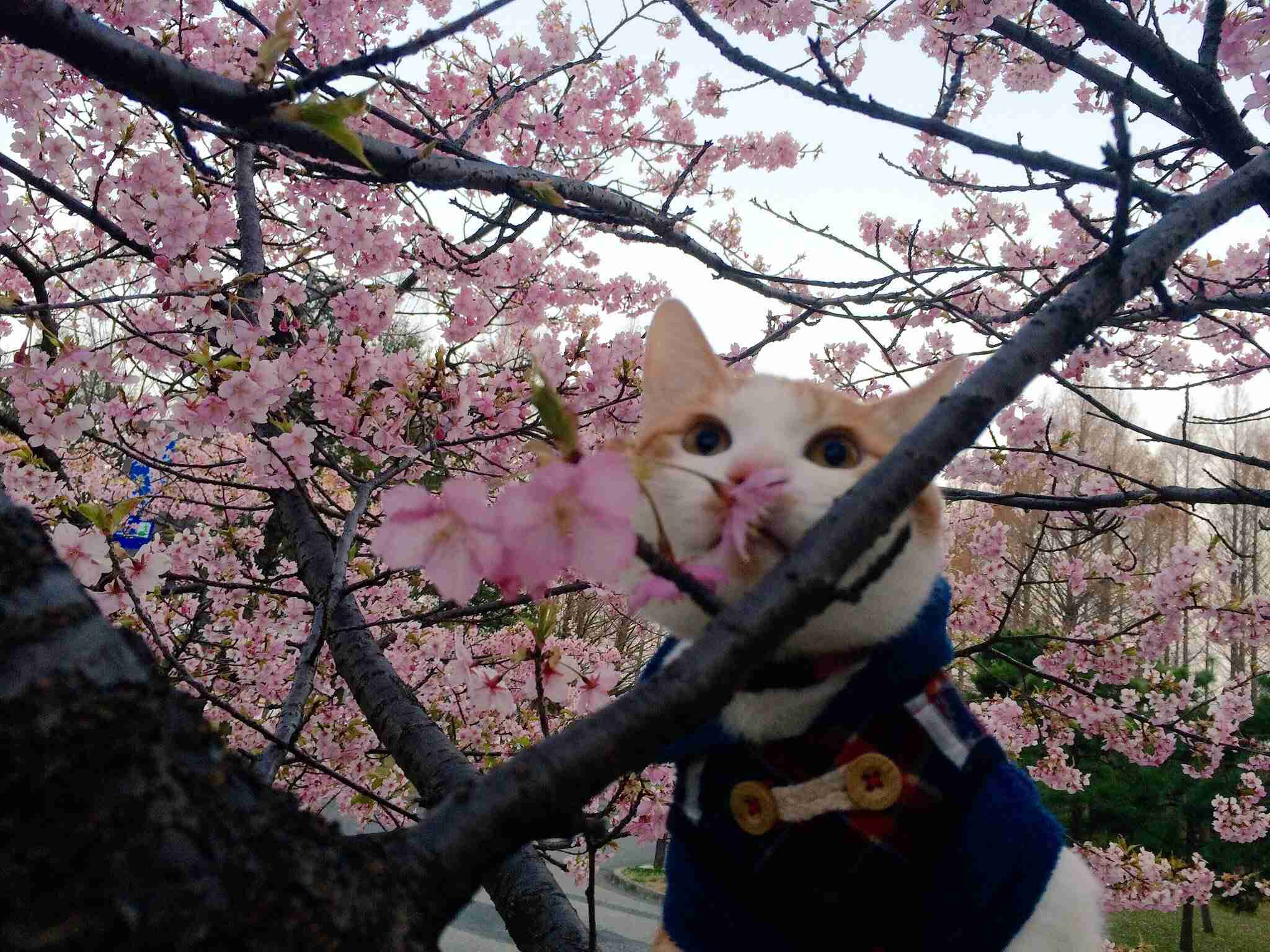 春の画像で未来に希望を持ちたい
