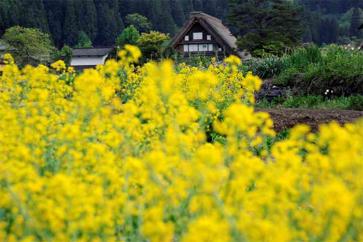 春の画像で未来に希望を持ちたい