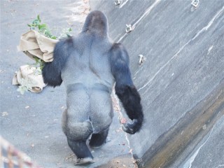 後ろ姿がカッコいい画像選手権