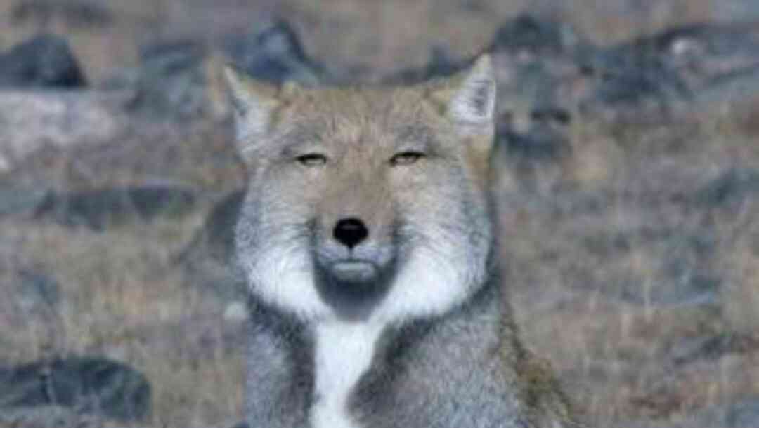 シルヴェスター・スタローン、自分の銅像に約4500万円を費やす