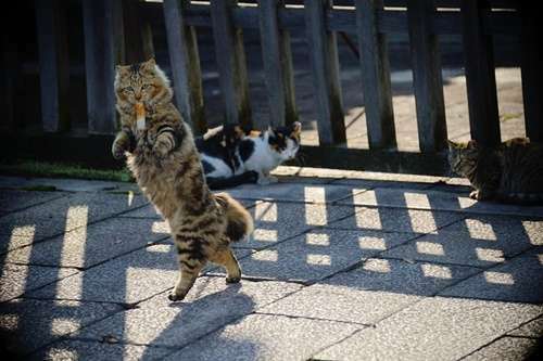 素敵な画像で癒されて月曜日を迎えたい