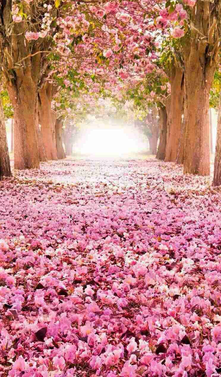 素敵な画像で癒されて月曜日を迎えたい