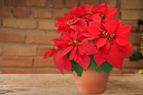 素敵な画像で癒されて月曜日を迎えたい