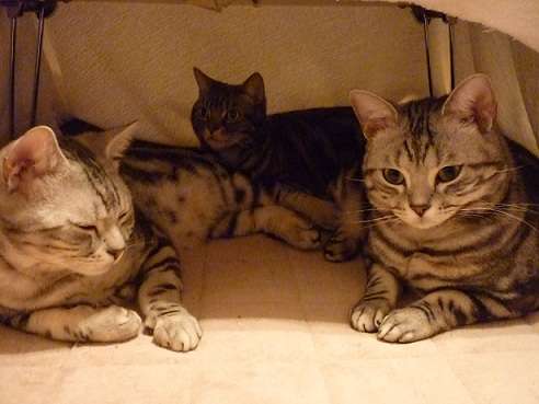 素敵な画像で癒されて月曜日を迎えたい