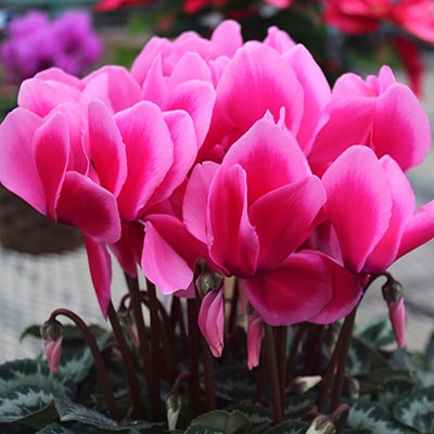 素敵な画像で癒されて月曜日を迎えたい