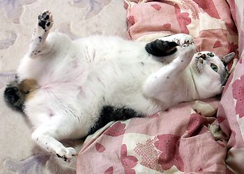 ガルちゃん猫カフェ21号店 開店しました♪ (初めての方も大歓迎!)