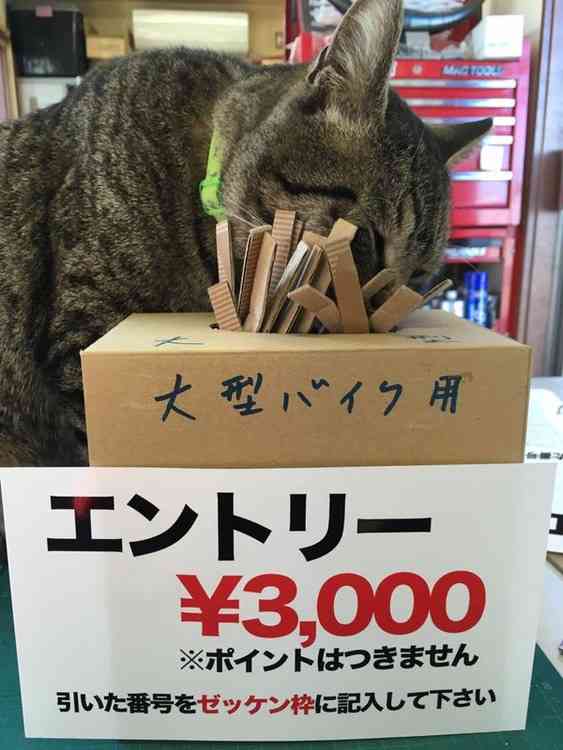 ガルちゃん猫カフェ21号店 開店しました♪ (初めての方も大歓迎!)