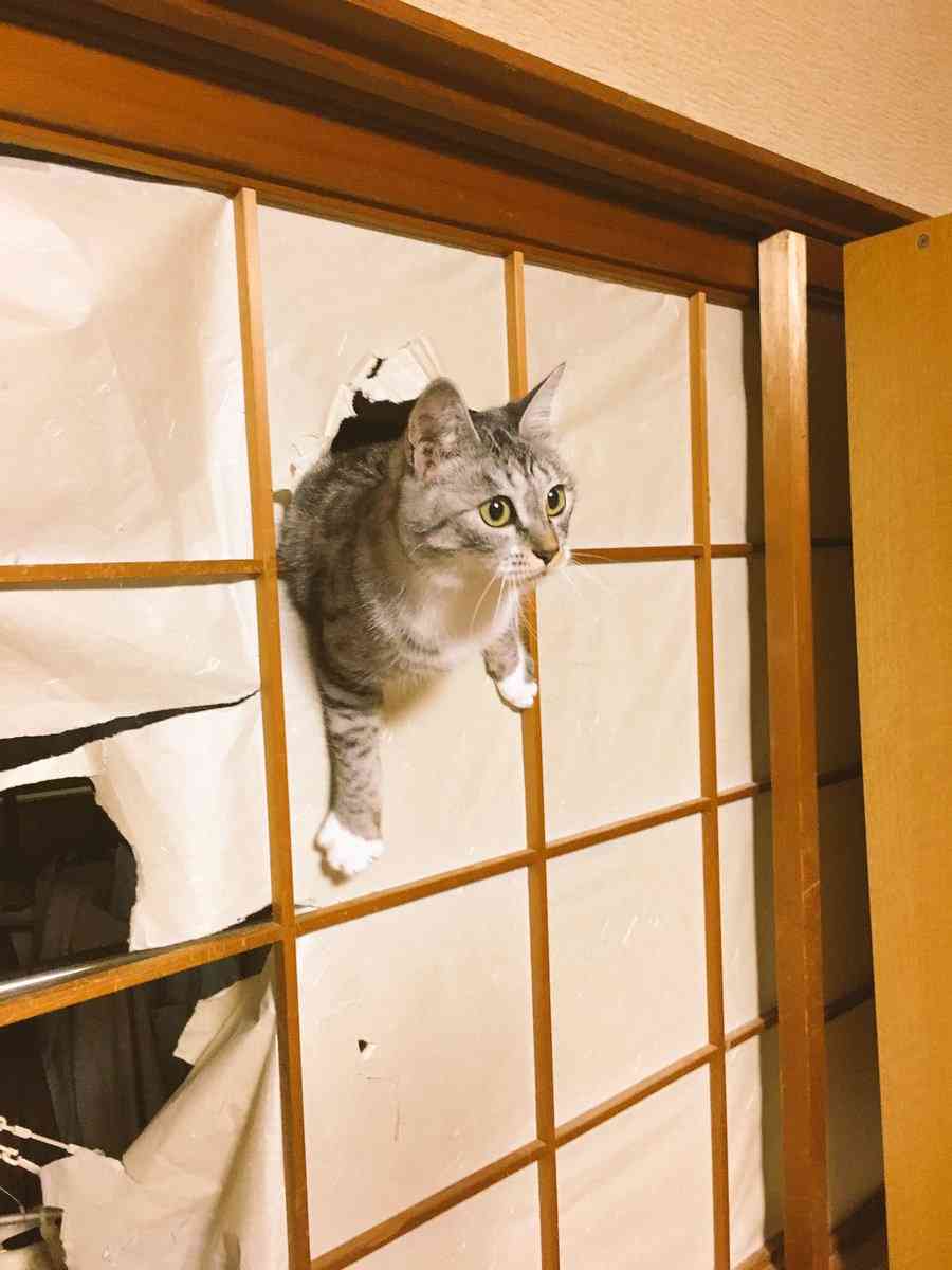 ガルちゃん猫カフェ21号店 開店しました♪ (初めての方も大歓迎！)