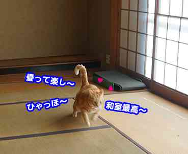 ガルちゃん猫カフェ21号店 開店しました♪ (初めての方も大歓迎！)