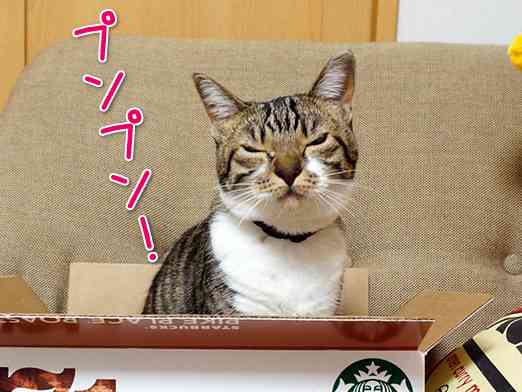ガルちゃん猫カフェ21号店 開店しました♪ (初めての方も大歓迎！)