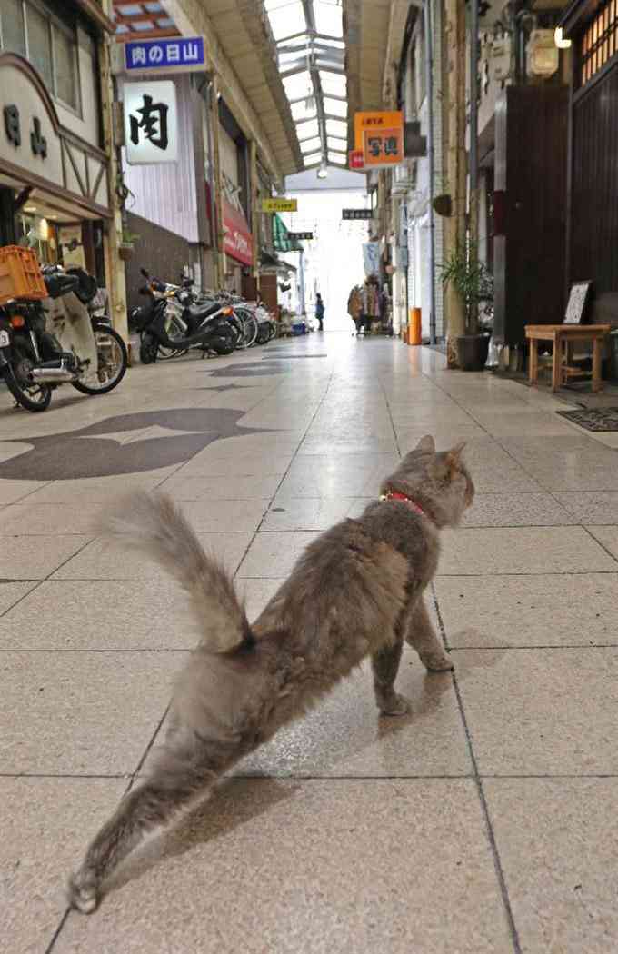 ガルちゃん猫カフェ21号店 開店しました♪ (初めての方も大歓迎！)