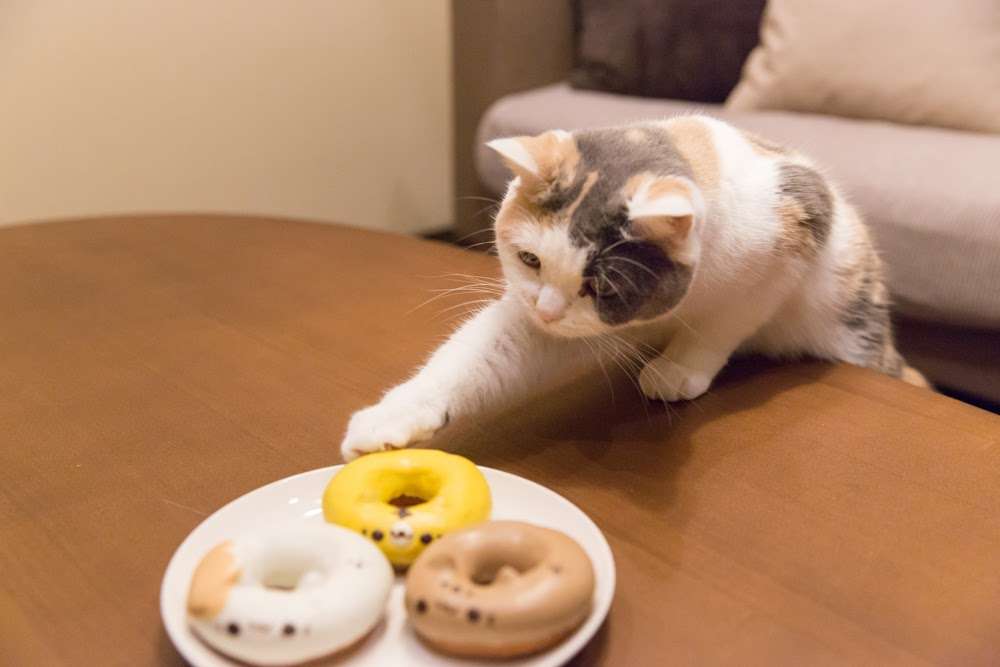 ガルちゃん猫カフェ21号店 開店しました♪ (初めての方も大歓迎!)