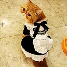 ガルちゃん猫カフェ21号店 開店しました♪ (初めての方も大歓迎!)