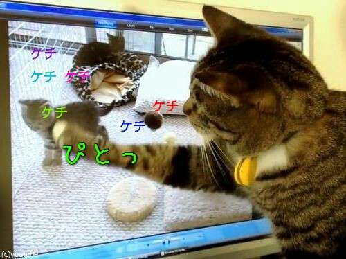 ガルちゃん猫カフェ21号店 開店しました♪ (初めての方も大歓迎！)