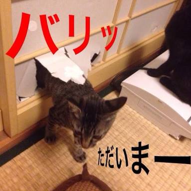 ガルちゃん猫カフェ21号店 開店しました♪ (初めての方も大歓迎！)