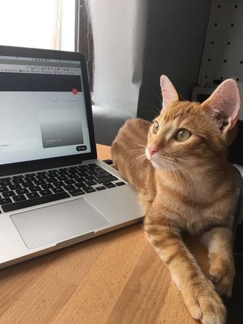ガルちゃん猫カフェ21号店 開店しました♪ (初めての方も大歓迎!)