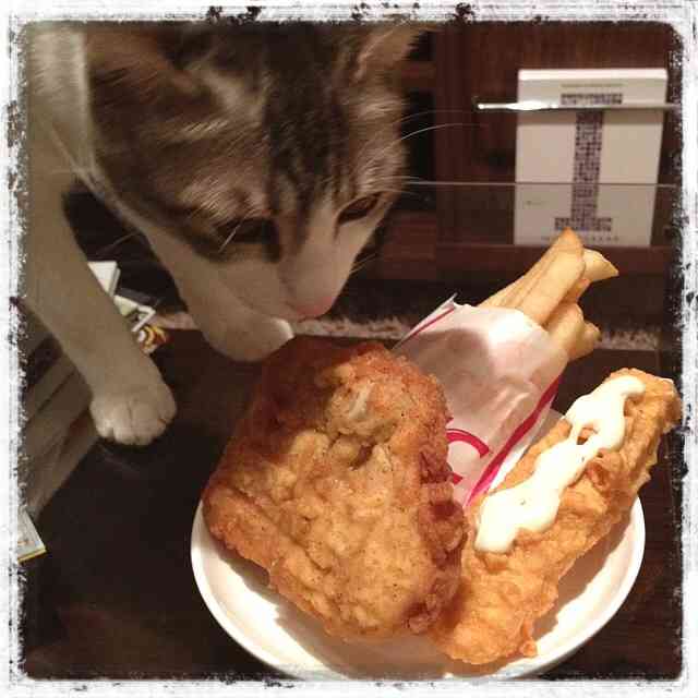 ガルちゃん猫カフェ21号店 開店しました♪ (初めての方も大歓迎！)