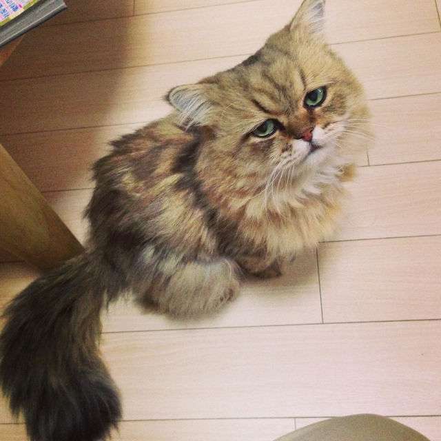 ガルちゃん猫カフェ21号店 開店しました♪ (初めての方も大歓迎!)