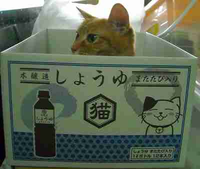 ガルちゃん猫カフェ21号店 開店しました♪ (初めての方も大歓迎！)
