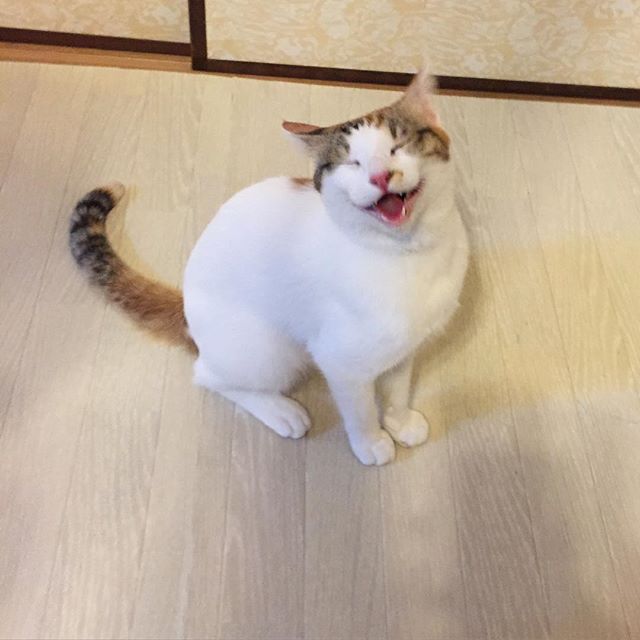 ガルちゃん猫カフェ21号店 開店しました♪ (初めての方も大歓迎!)