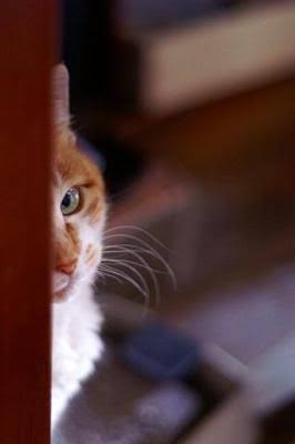 ガルちゃん猫カフェ21号店 開店しました♪ (初めての方も大歓迎！)
