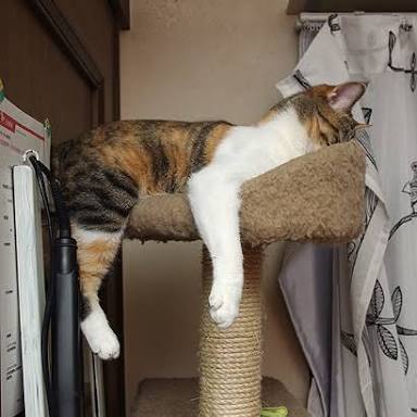 ガルちゃん猫カフェ21号店 開店しました♪ (初めての方も大歓迎！)