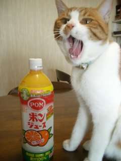 ガルちゃん猫カフェ21号店 開店しました♪ (初めての方も大歓迎！)