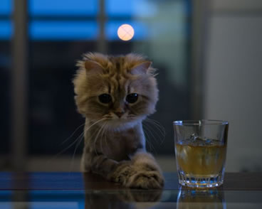 ガルちゃん猫カフェ21号店 開店しました♪ (初めての方も大歓迎！)