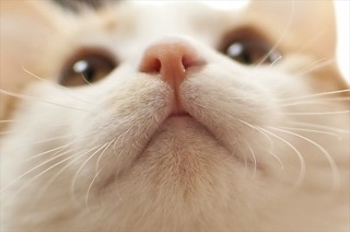 ガルちゃん猫カフェ21号店 開店しました♪ (初めての方も大歓迎！)