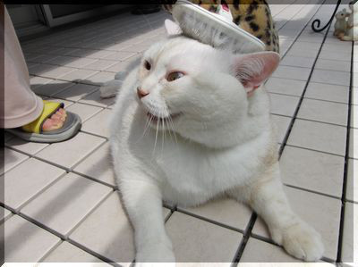 ガルちゃん猫カフェ21号店 開店しました♪ (初めての方も大歓迎！)