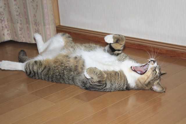 ガルちゃん猫カフェ21号店 開店しました♪ (初めての方も大歓迎！)