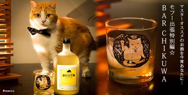 ガルちゃん猫カフェ21号店 開店しました♪ (初めての方も大歓迎！)