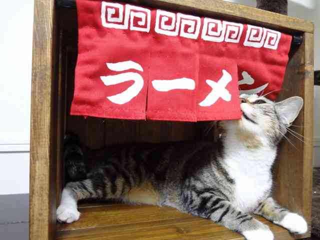 ガルちゃん猫カフェ21号店 開店しました♪ (初めての方も大歓迎！)
