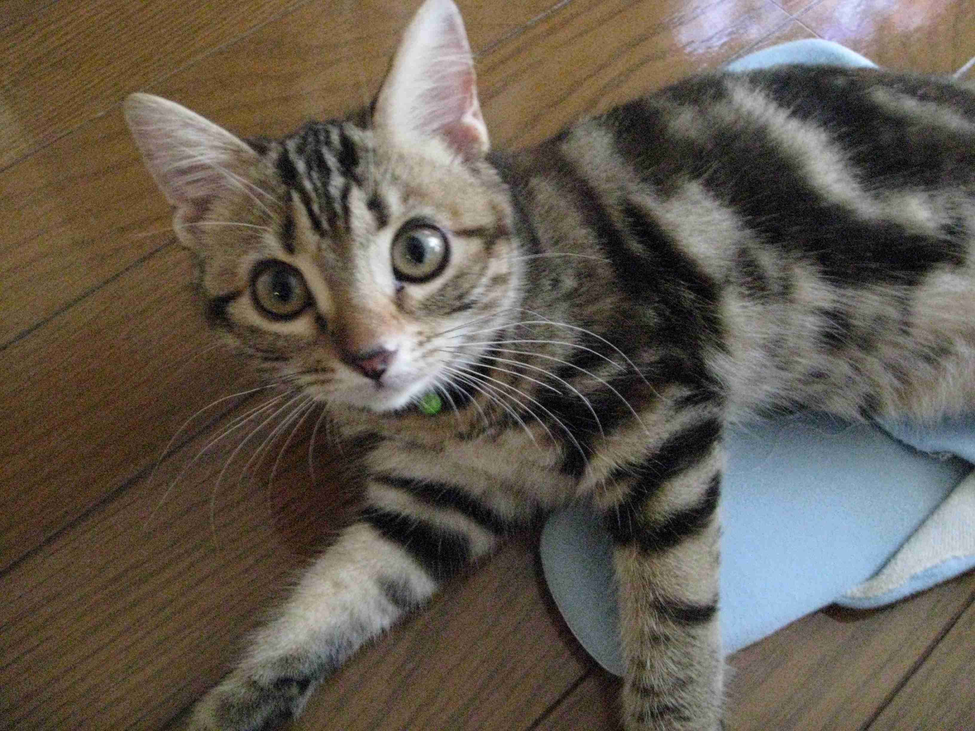 ガルちゃん猫カフェ21号店 開店しました♪ (初めての方も大歓迎！)