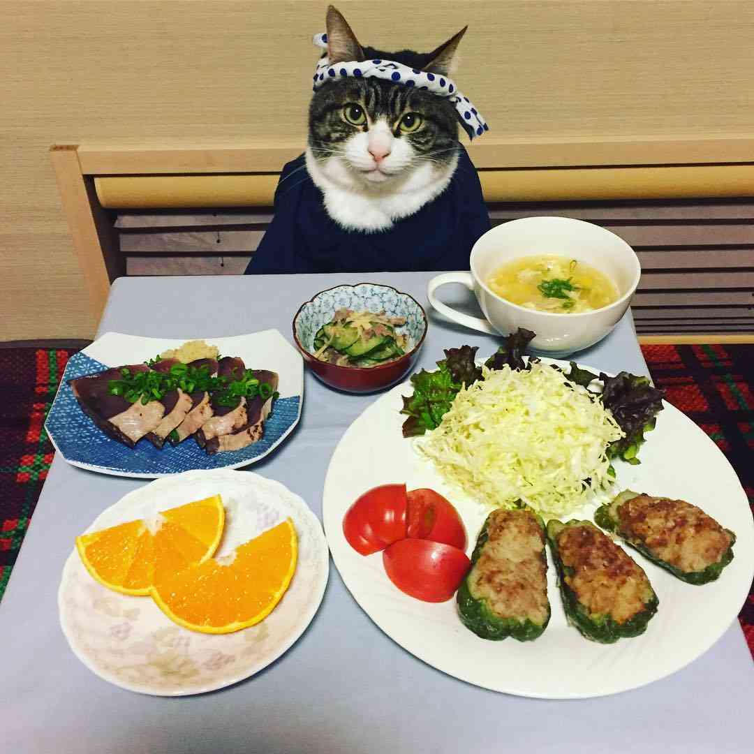 ガルちゃん猫カフェ21号店 開店しました♪ (初めての方も大歓迎!)