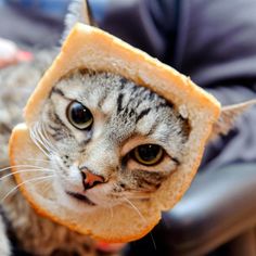 ガルちゃん猫カフェ21号店 開店しました♪ (初めての方も大歓迎！)