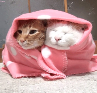 ガルちゃん猫カフェ21号店 開店しました♪ (初めての方も大歓迎!)