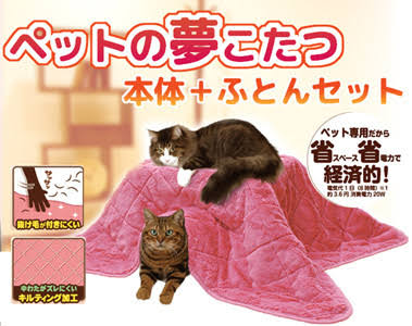 ガルちゃん猫カフェ21号店 開店しました♪ (初めての方も大歓迎！)