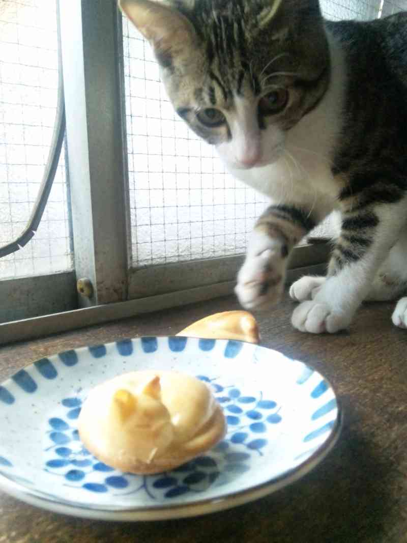 ガルちゃん猫カフェ21号店 開店しました♪ (初めての方も大歓迎！)
