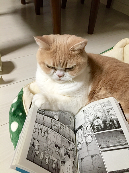 ガルちゃん猫カフェ21号店 開店しました♪ (初めての方も大歓迎！)