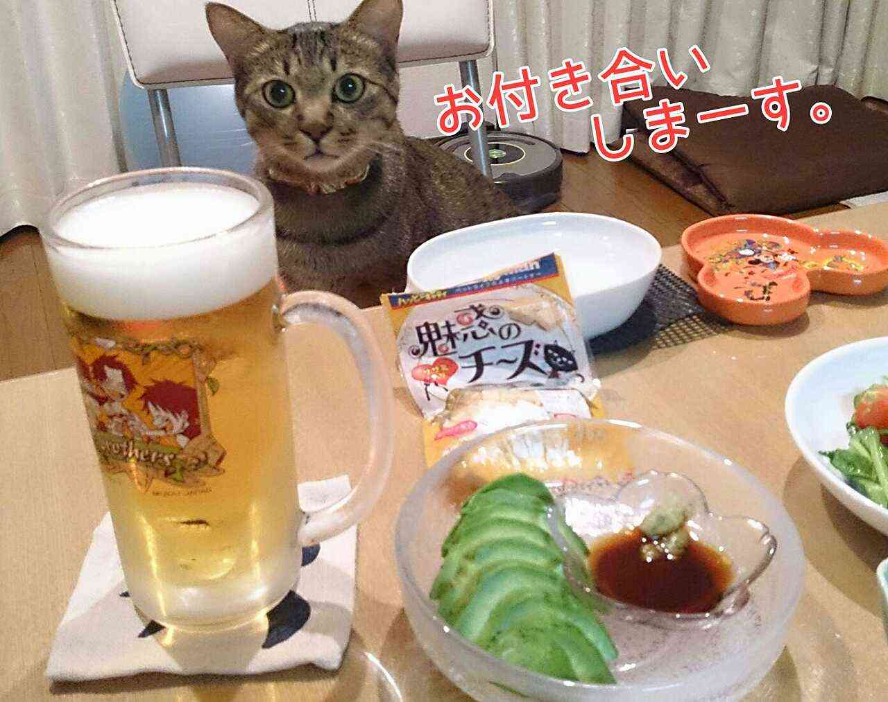 ガルちゃん猫カフェ21号店 開店しました♪ (初めての方も大歓迎！)