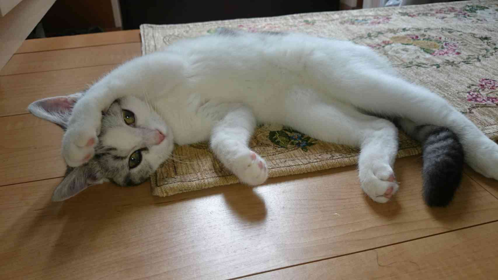 ガルちゃん猫カフェ21号店 開店しました♪ (初めての方も大歓迎！)