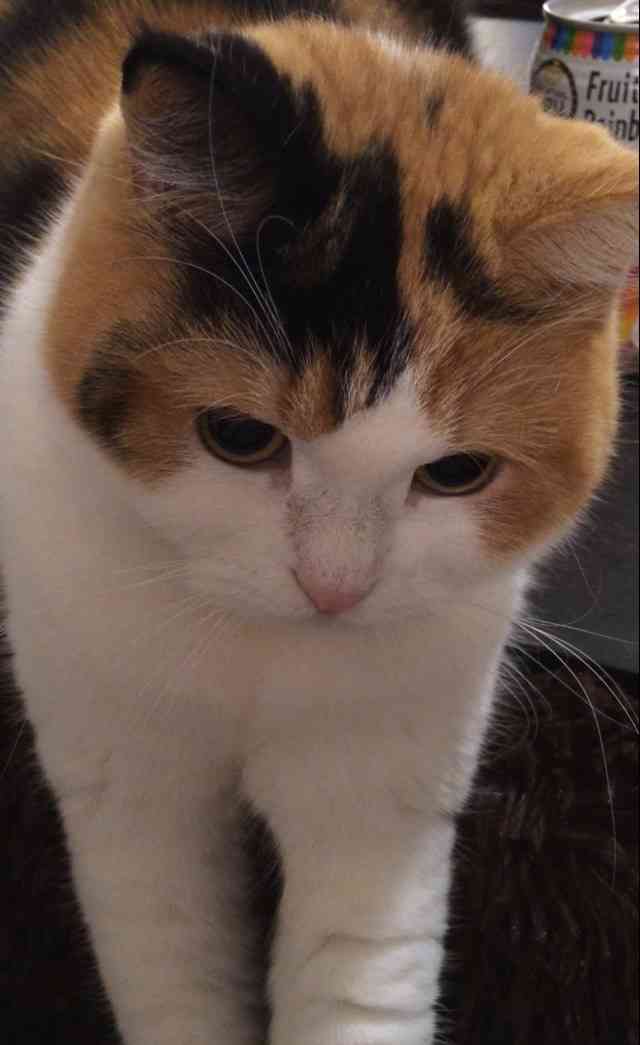 ガルちゃん猫カフェ21号店 開店しました♪ (初めての方も大歓迎！)