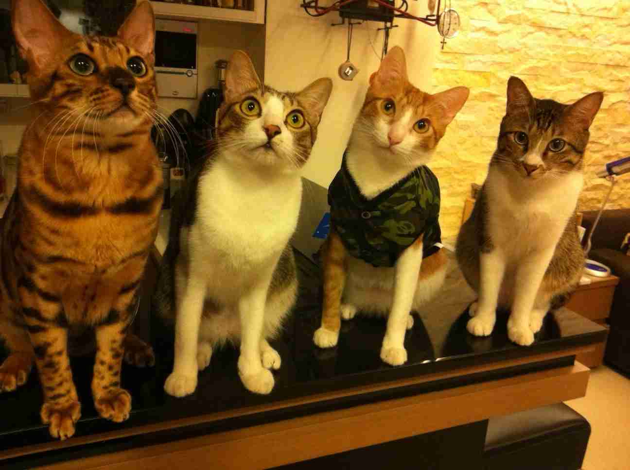 ガルちゃん猫カフェ21号店 開店しました♪ (初めての方も大歓迎！)