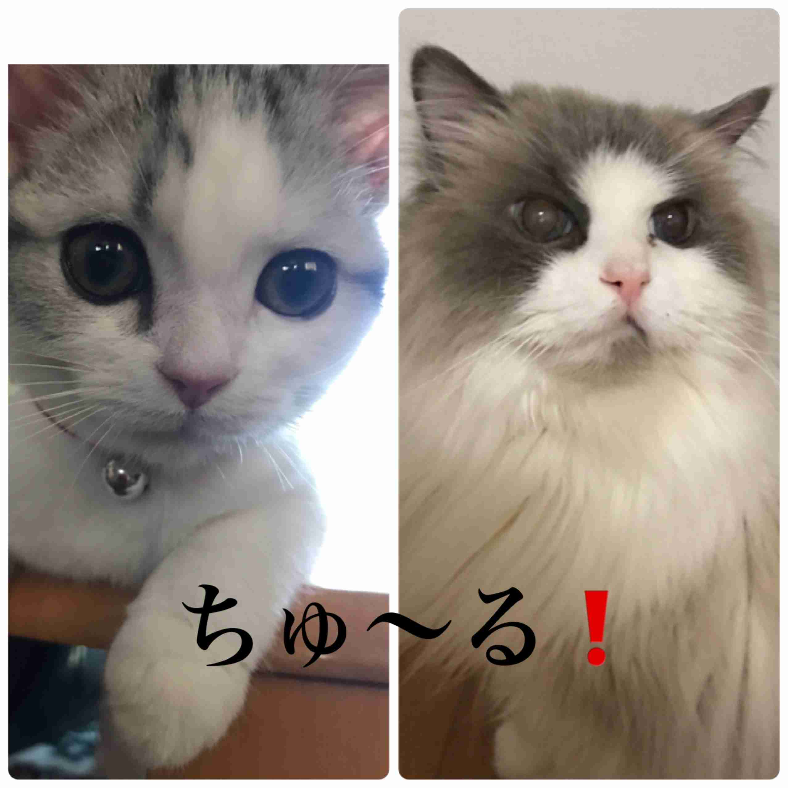 ガルちゃん猫カフェ21号店 開店しました♪ (初めての方も大歓迎！)