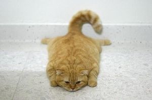 ガルちゃん猫カフェ21号店 開店しました♪ (初めての方も大歓迎！)
