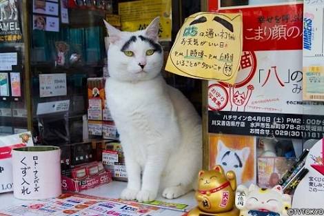 ガルちゃん猫カフェ21号店 開店しました♪ (初めての方も大歓迎！)