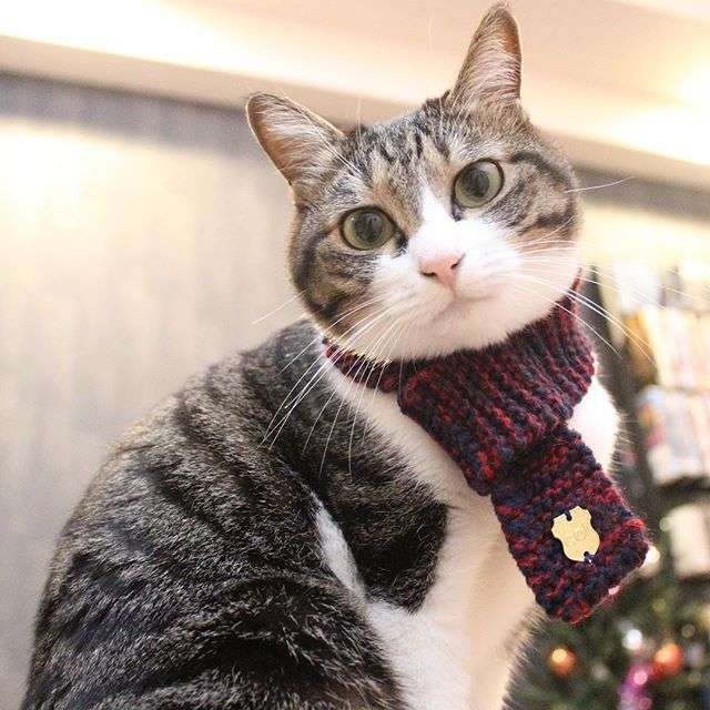 ガルちゃん猫カフェ21号店 開店しました♪ (初めての方も大歓迎！)