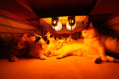 ガルちゃん猫カフェ21号店 開店しました♪ (初めての方も大歓迎！)