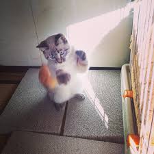 ガルちゃん猫カフェ21号店 開店しました♪ (初めての方も大歓迎！)